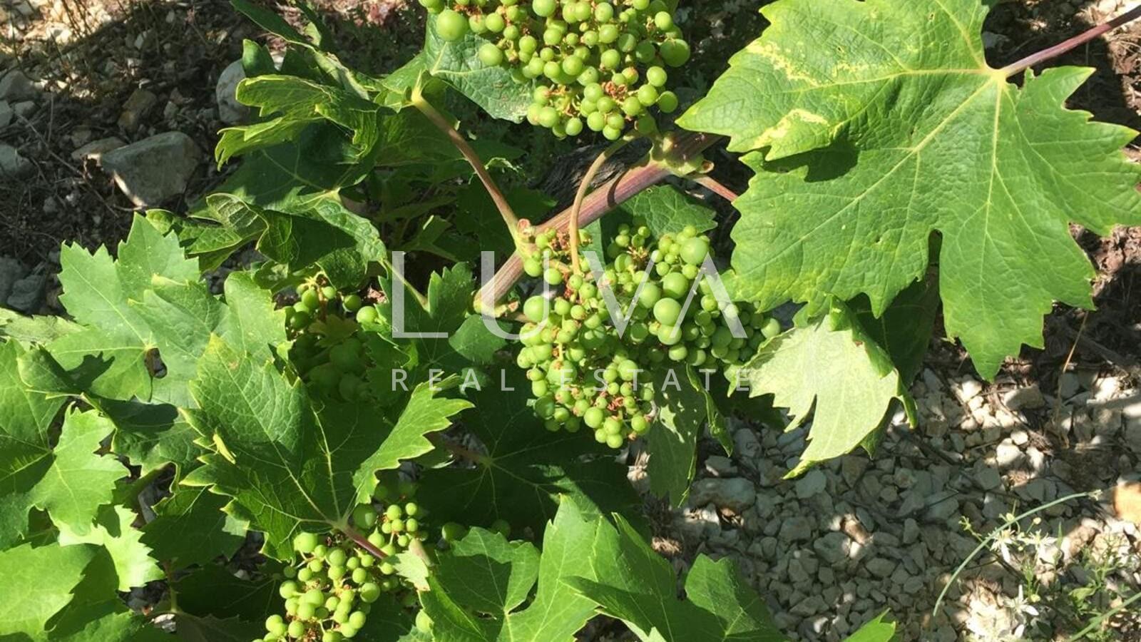 Pelješac, Potomje, 50,000 m² land with vineyard for sale