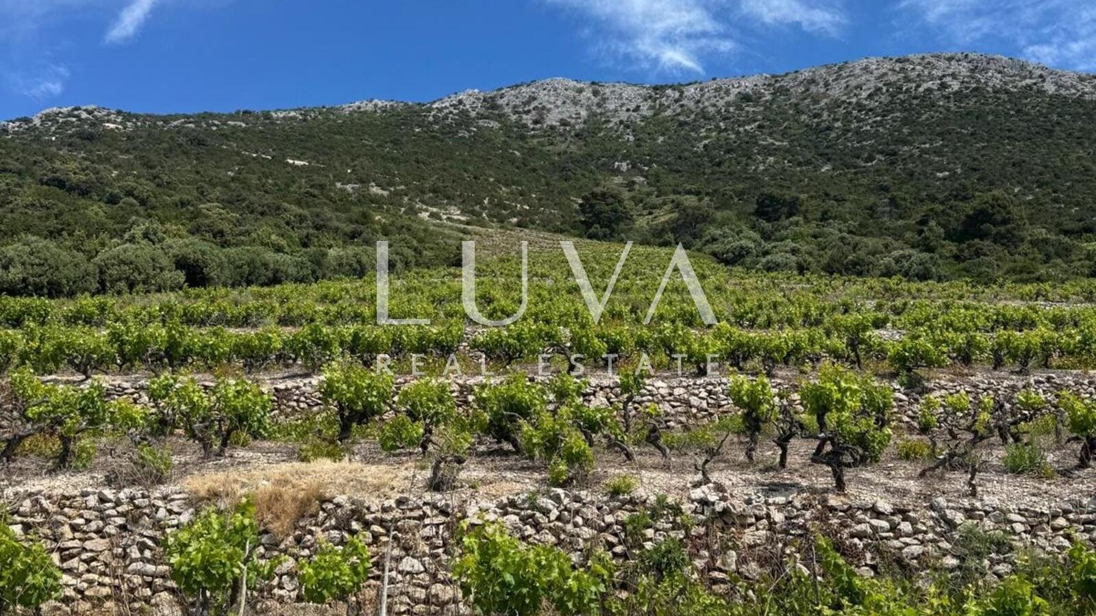 Pelješac, Potomje, 50,000 m² land with vineyard for sale