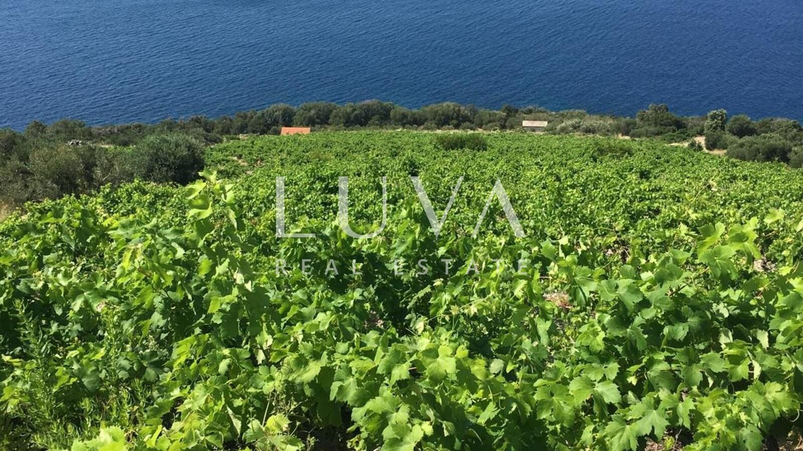 Pelješac, Potomje, 50,000 m² land with vineyard for sale