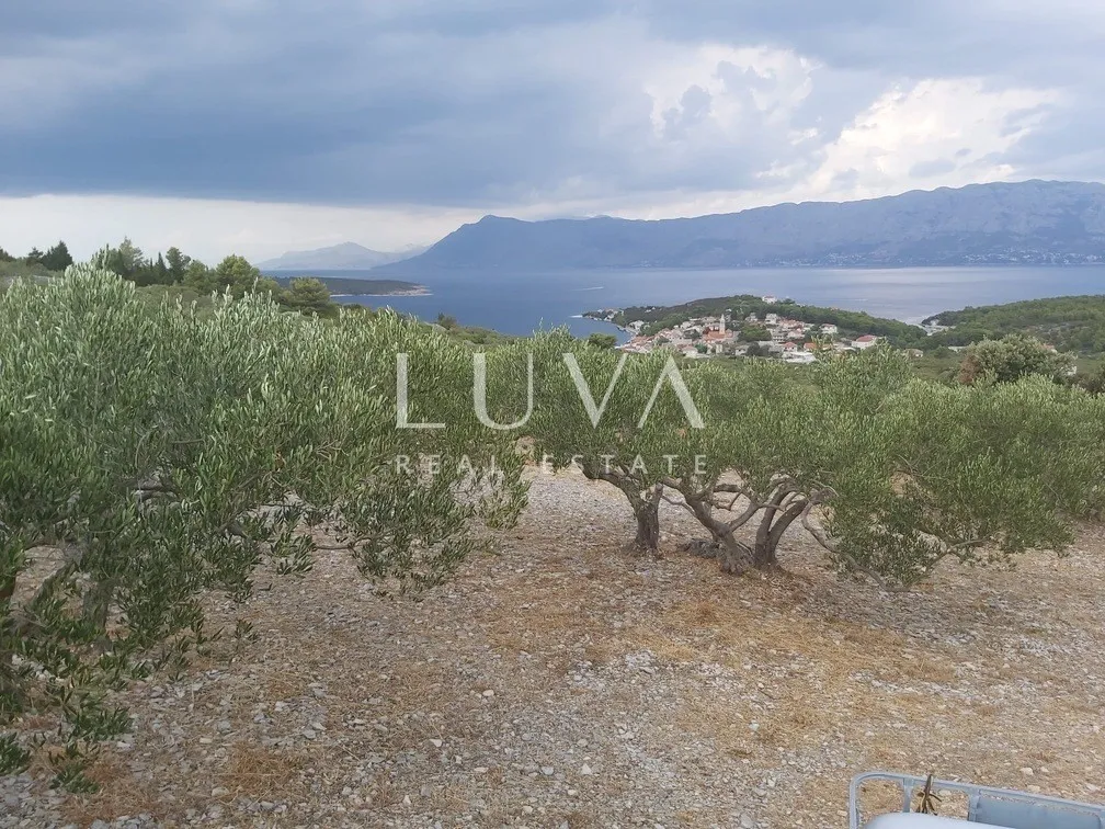 Brač, Povlja, land with olive grove and sea view, 3839 m2