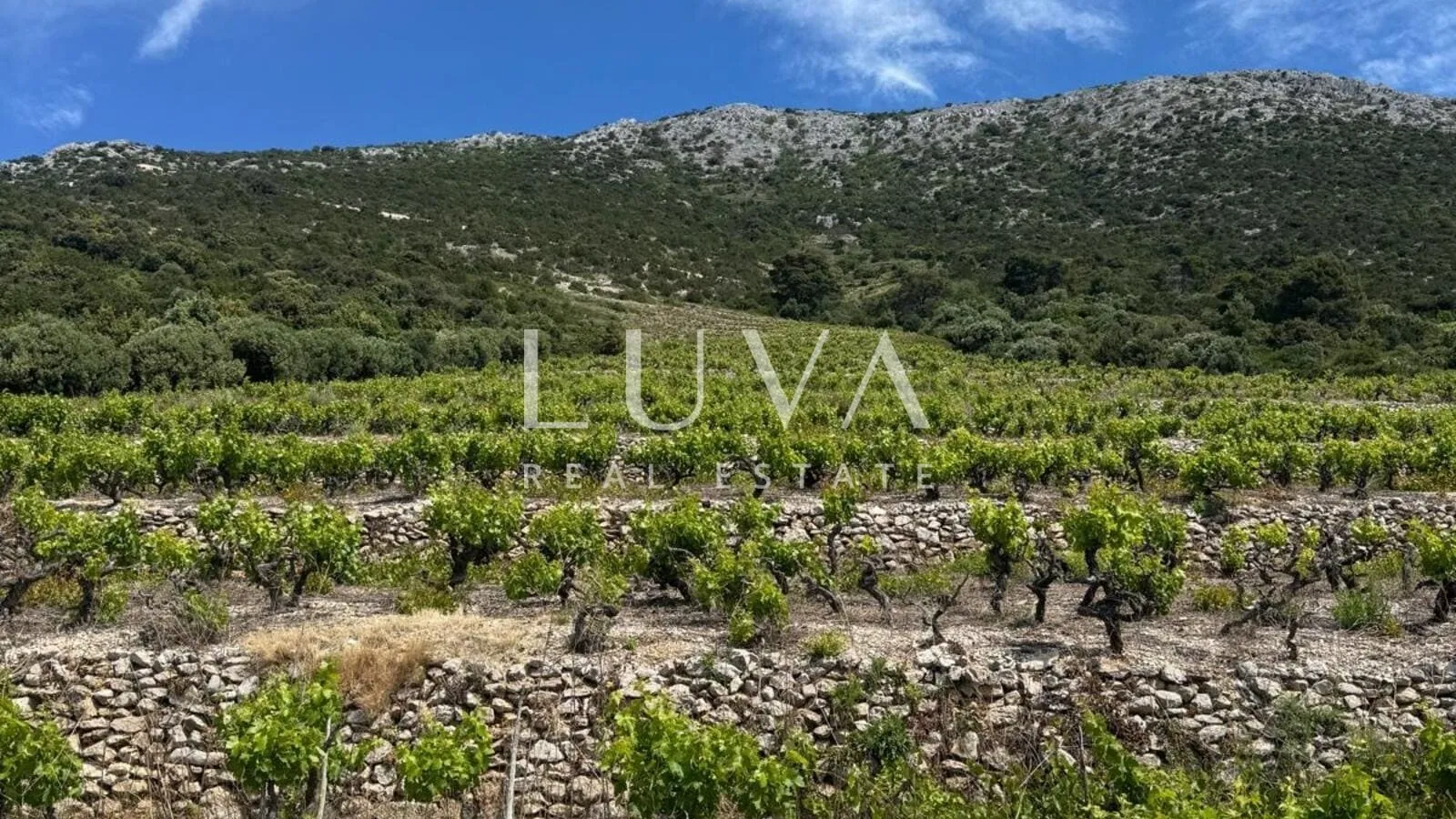 Pelješac, Potomje, zemljište 50.000 m2 s vinogradom na prodaju