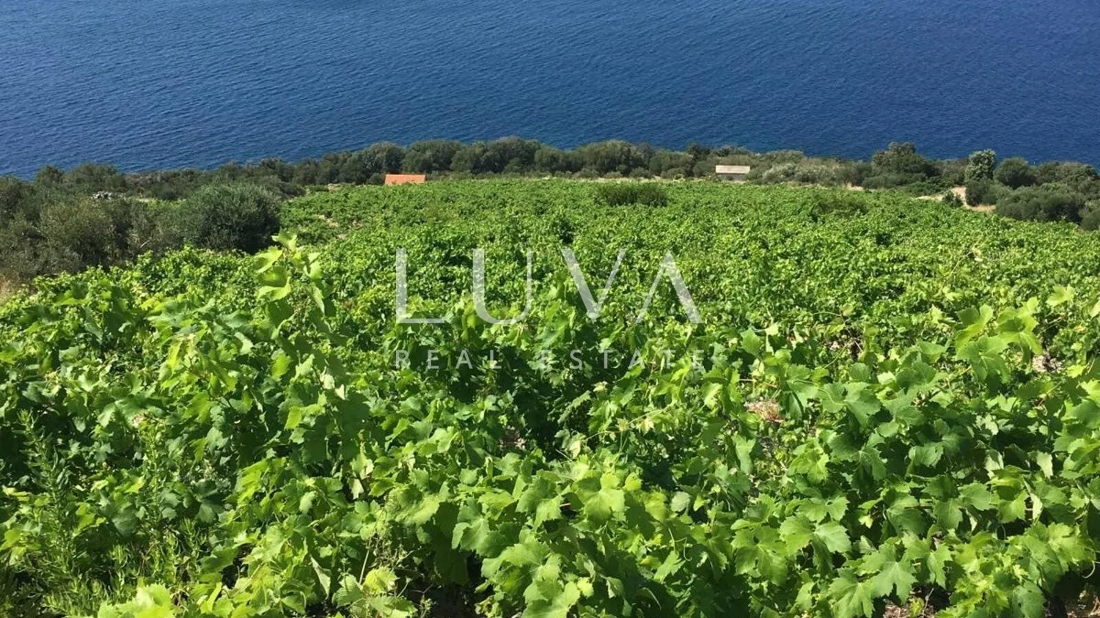 Pelješac, Potomje, zemljište 50.000 m2 s vinogradom na prodaju
