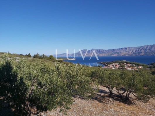 Brač, Povlja, zemljište s maslinikom i pogledom na more, 3839 m2