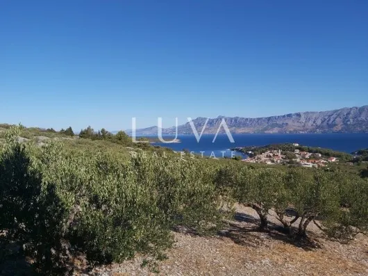 Brač, Povlja, zemljište s maslinikom i pogledom na more, 3839 m2